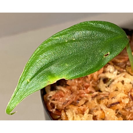 Homalomena sp. "蛟" from Sumatera Utara [LA0318-02]