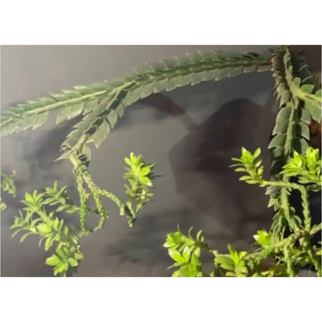 Phlegmariurus phlegmarioides Aimas, Sorong, West Papua 伊藤蟻植物農園