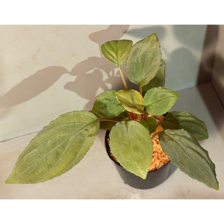 【ホマロメナ 3種セット】 ホマロメナ | STORES