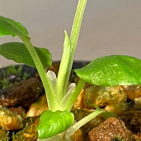 Schismatoglottis sp. from Bau Sarawak