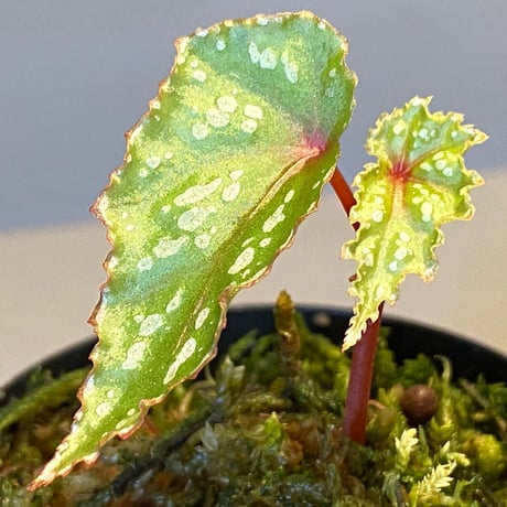 Begonia cf. laruei from Danau Toba [HW0517-02]