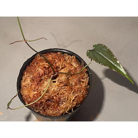 Cissus sp. "Padang" Sumatra barat [TB]