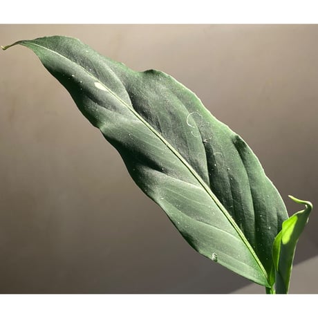 Aglaonema pictum from Sumatera A2 [TK070918]