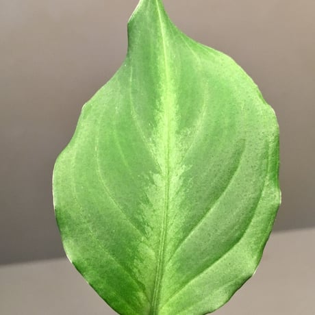 Aglaonema pictum Argentum Stiria [LA0313-00]