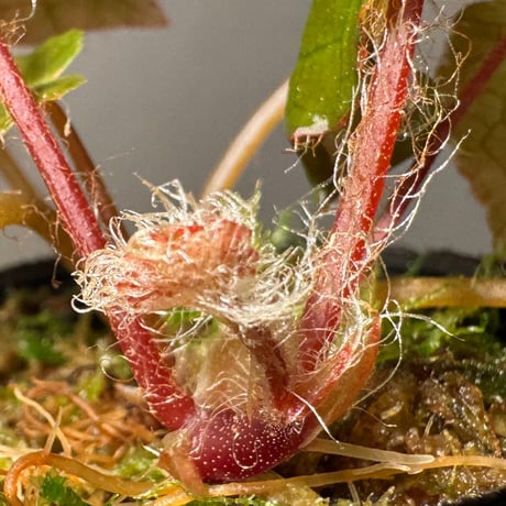 Begonia cf. ferox from Cao Bang [YH040519BK] TK