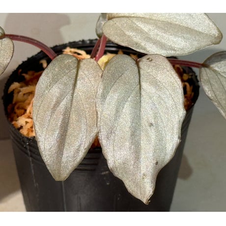 Homalomena sp. "Silver Bullet" from Pulau Lingga [AZ0917-1]