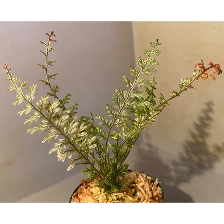 Hymenophyllum sp. from Ecuador 東京ドームらん展購入増殖株 [KSB]