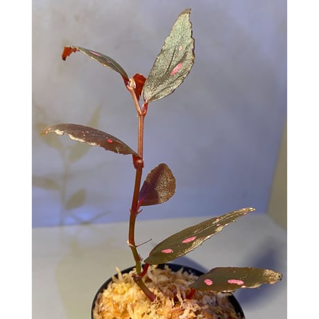 Begonia sp. from Julau [R1214-01b]