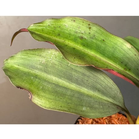 Dracaena sp. from Landak West Kalimantan