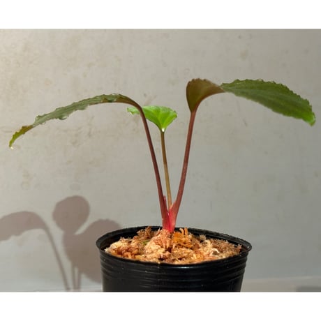 Homalomena sp. 'Rec1-08' K0718-f1 [KZT]