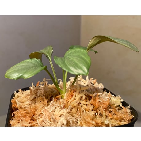 Homalomena sp. "赤銀×？" from West Java wf1 [Import] KZT