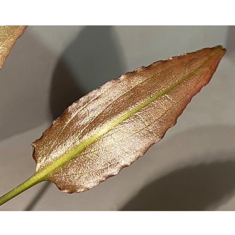 Cryptocoryne xagusii [TB]