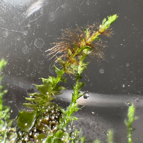 Taxiphyllum sp. from Lake Matano Sulawesi