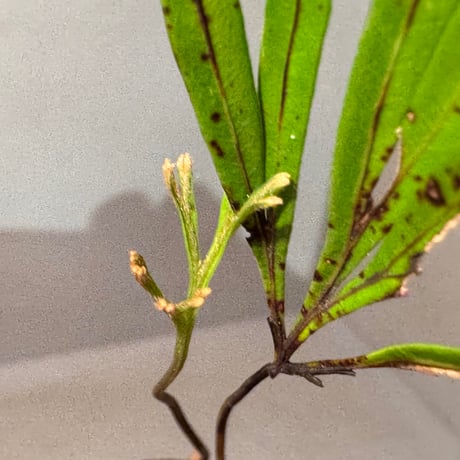 Dipteris lobbiana from Kapuas hulu West Kalimantan
