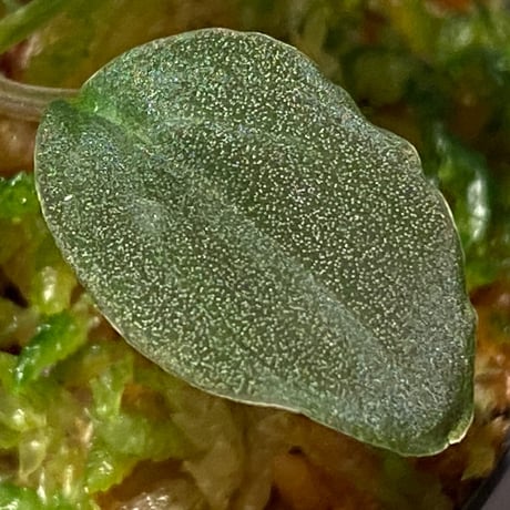 Homalomena sp. Red "Sabah-6" [R0515-03a]
