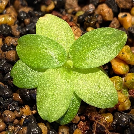 Schismatoglottis sp. "初霜錦" from Murung raya [LA0515-05]