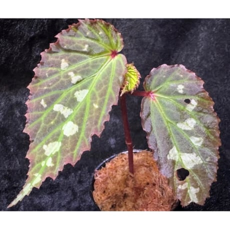 Begonia sp. from Kapuas hulu
