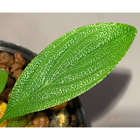 Homalomena asperifolia "Sumatra barat" [TB]
