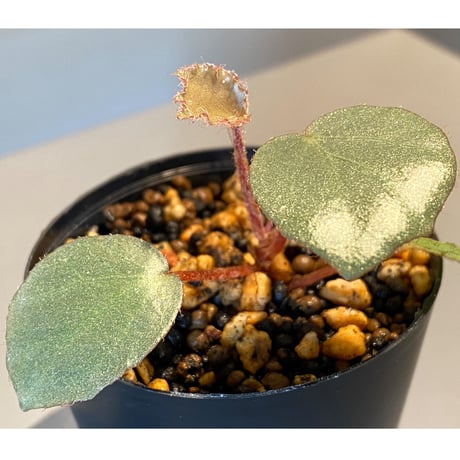 Begonia sp. from Sumatera [NT ORCHID]