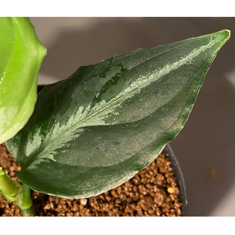 Aglaonema pictum [LA0815-z-pp-00]