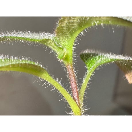 Cyrtandra sp. "Sabah-6" [R0515-03a]
