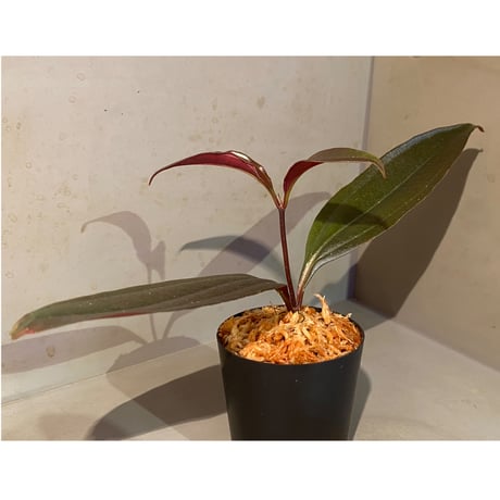 Medinilla sp. from Irian Jaya Papua