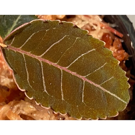 Labisia sp. from Riau sumatera