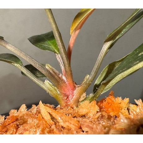 Homalomena sp. "濡烏" from Riau sumatera [LA0518-02]