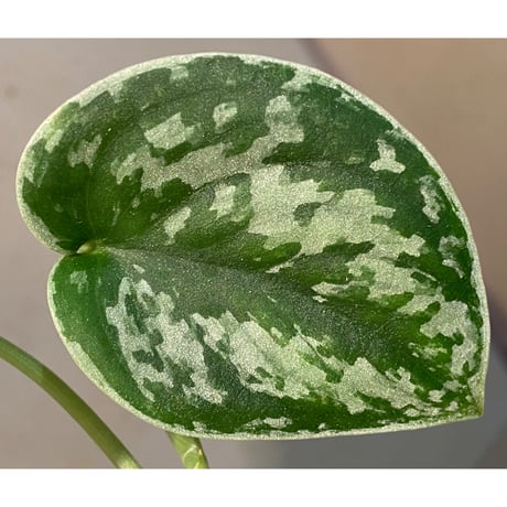 Scindapsus pictus "Padang" from Sumatra barat [TB]