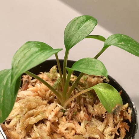 Homalomena sp.from Ranau [TK210217]