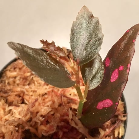 Begonia sp. from Julau [R1214-01b]