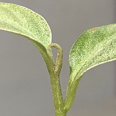 Ardisia sp. from Matang [TK160716]