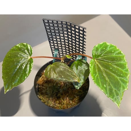 Begonia sp. from Sulawesi