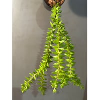 Phlegmariurus phlegmaria