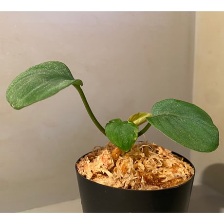 Homalomena sp. from Sumatera Utara [LA0118-02]