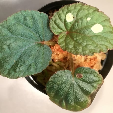 Begonia sp. from Tuyen Quang [YH1117]