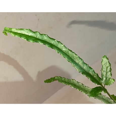 Bolbitis sp. from Siberut [LA 2012年]