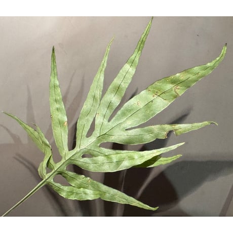Colysis sp. from Son La Vietnam