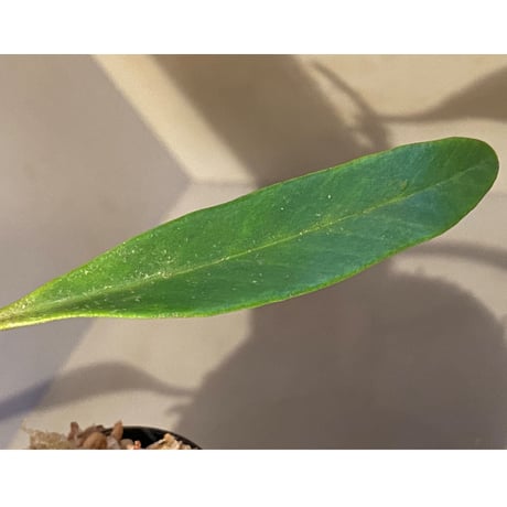 Pyrrosia sp. from Chaiyaphum Thailand ②