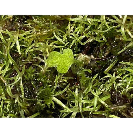 Moss from Ipoh State Malaysia