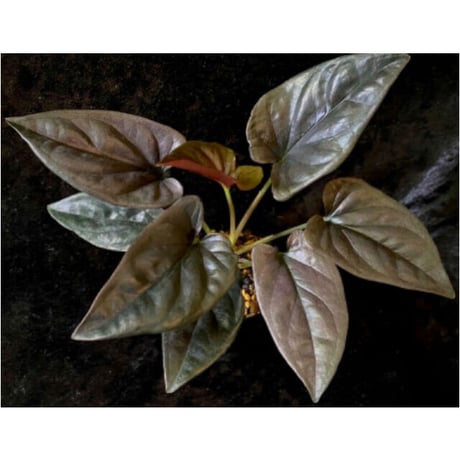 Syngonium sp. from Choco Colombia [tanakay]