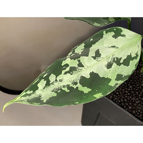 Aglaonema pictum A "しるば〜らいん" from Aceh sumatera [LA1118-05b]
