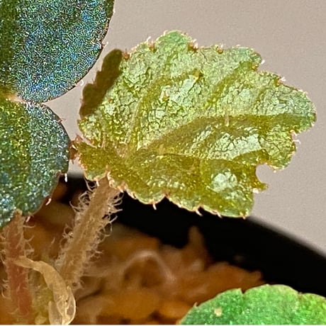 Begonia sp. from Tuyen Quang [YH1117] TK