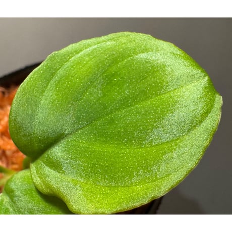 Homalomena sp. from Lanjak NT-1758-KLN KAL-BAR PP便