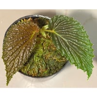 Begonia sp. from Kapuas hulu