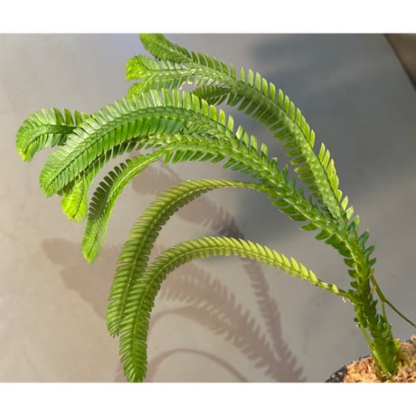 Selaginella sp. from Landak West Kalimantan