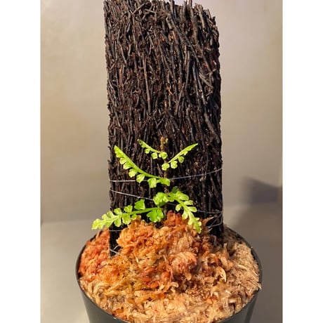 Teratophyllum aculeatum from Nanga pinoh [TB]