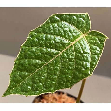 Pterisanthes sp. from Sabah-1 [R0515-01a]