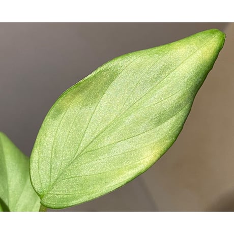 Homalomena sp."Perl Green Velvet" from Pulau Lingga [KN]