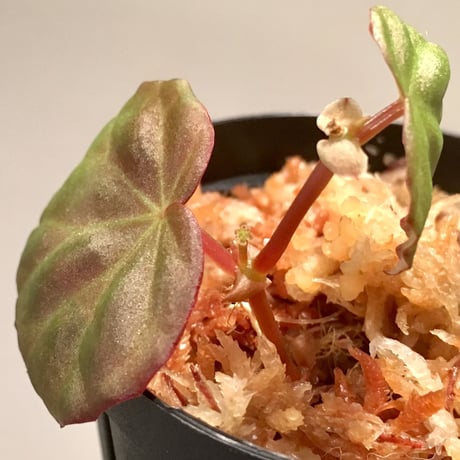 Begonia sp. from Sarawak